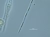 Photo of Pseudo-nitzschia spp. (large-celled)